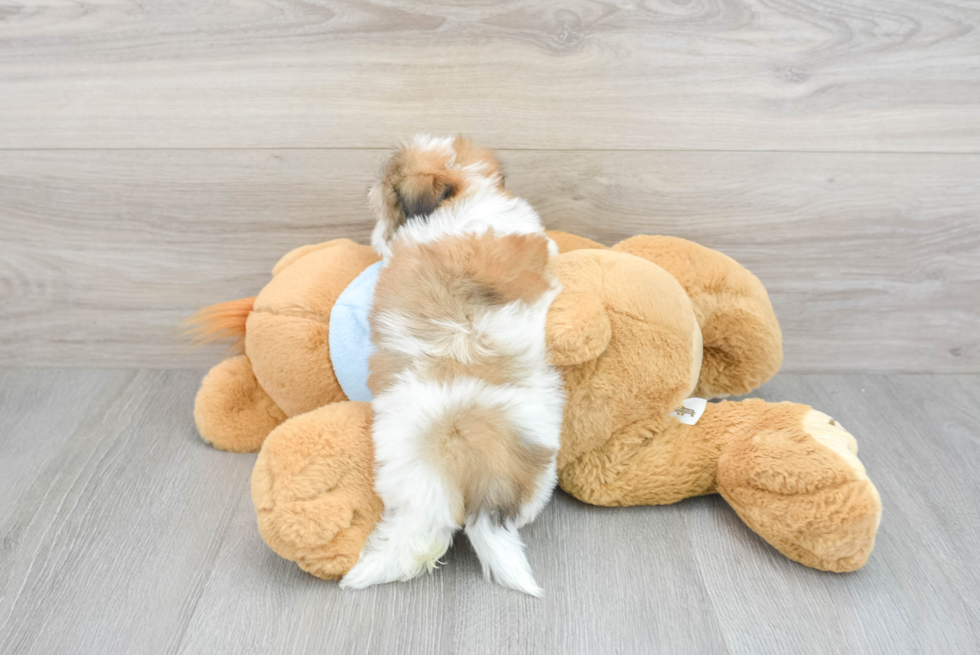 Cute Teddy Bear Baby