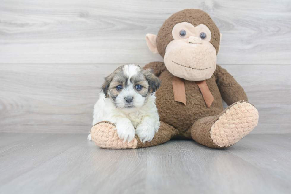 Smart Teddy Bear Designer Pup
