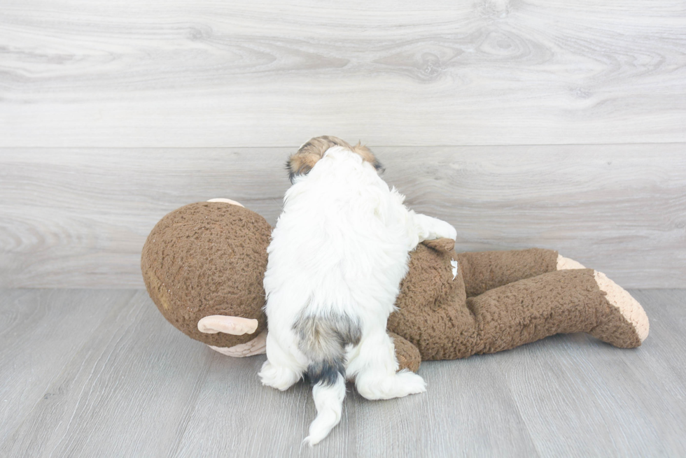 Best Teddy Bear Baby