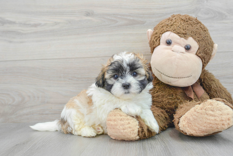 Teddy Bear Puppy for Adoption