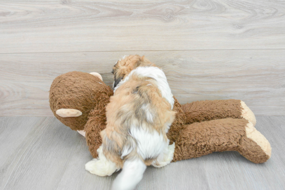 Petite Teddy Bear Designer Pup