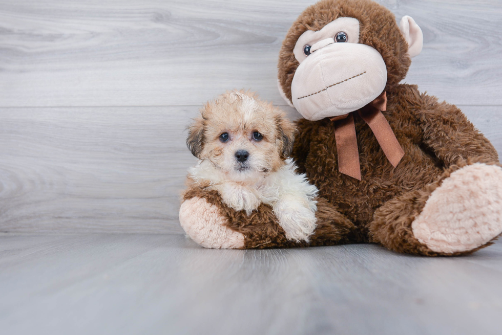 Best Teddy Bear Baby