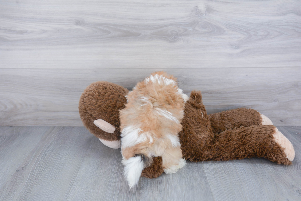 Little Shit Designer Puppy