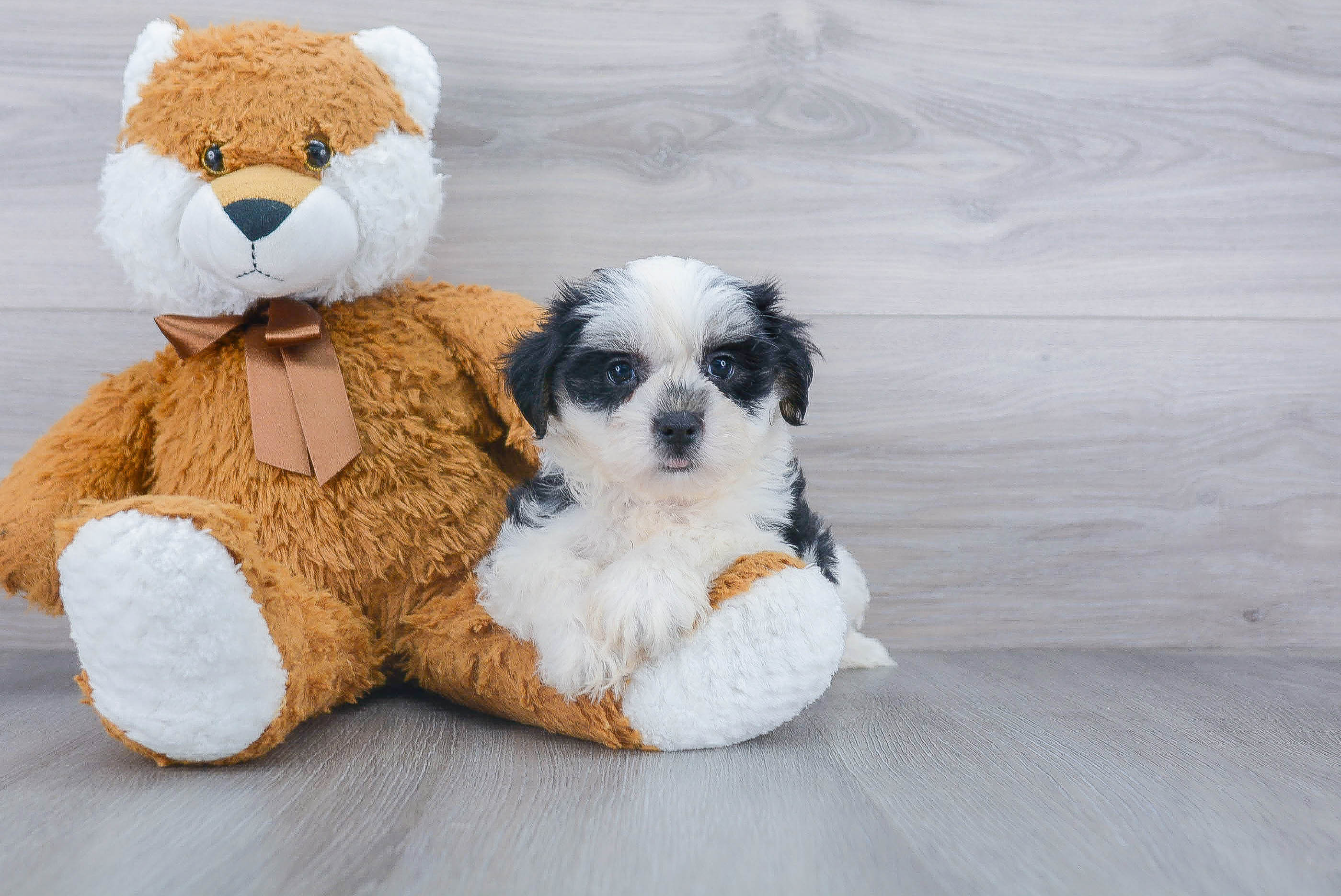 Teddy Bear Puppy for Adoption