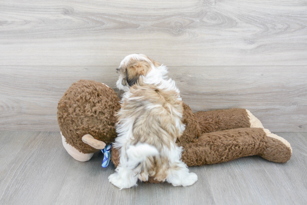 Little Shichon Designer Puppy
