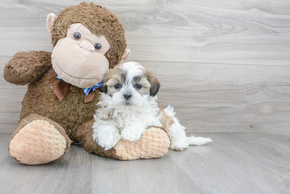Teddy Bear Pup Being Cute