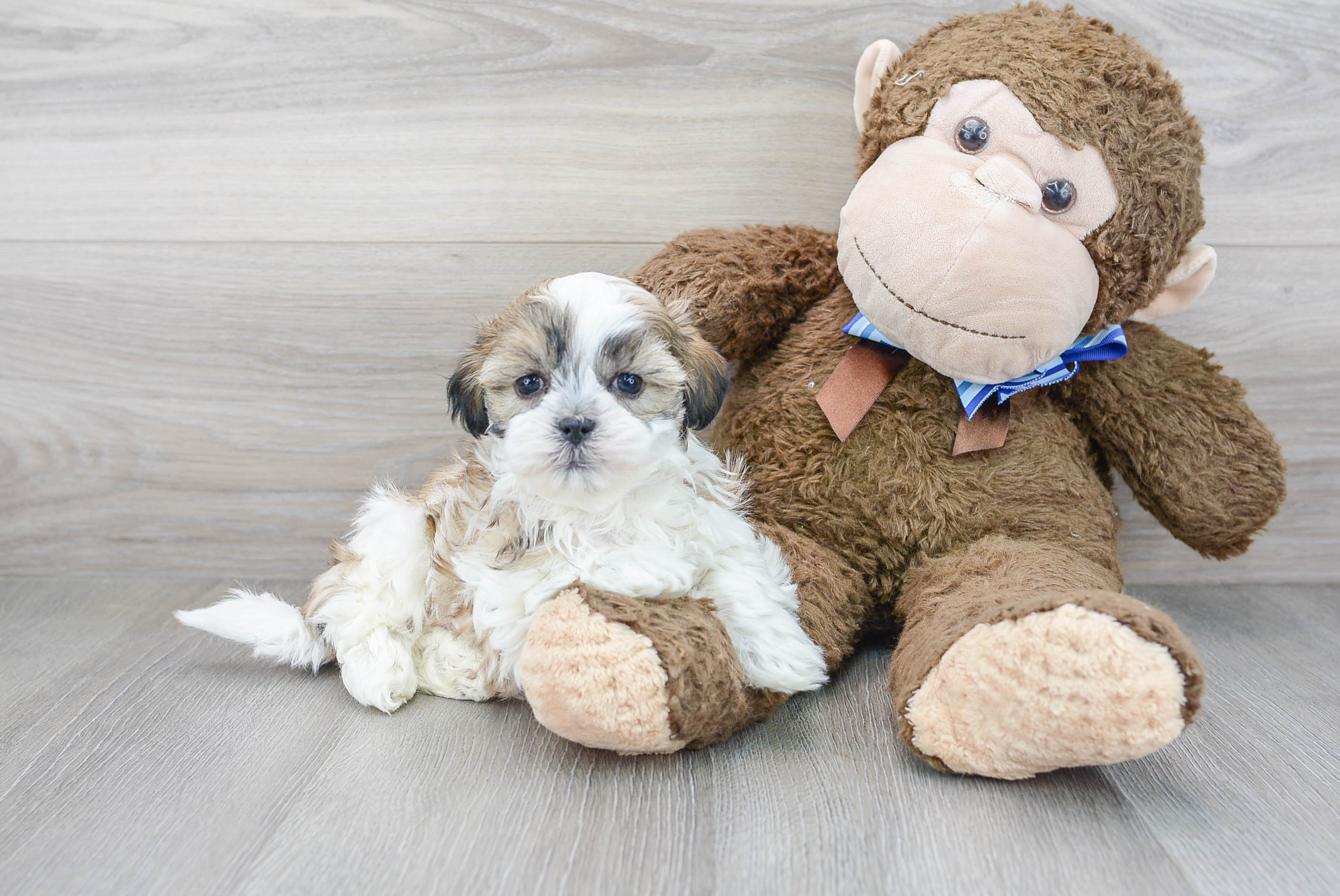 Best Teddy Bear Baby