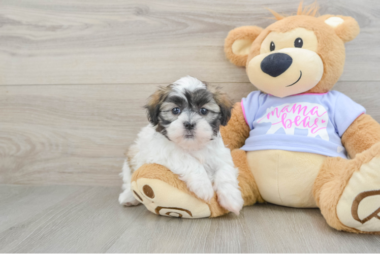 Hypoallergenic Shi Chon Designer Puppy