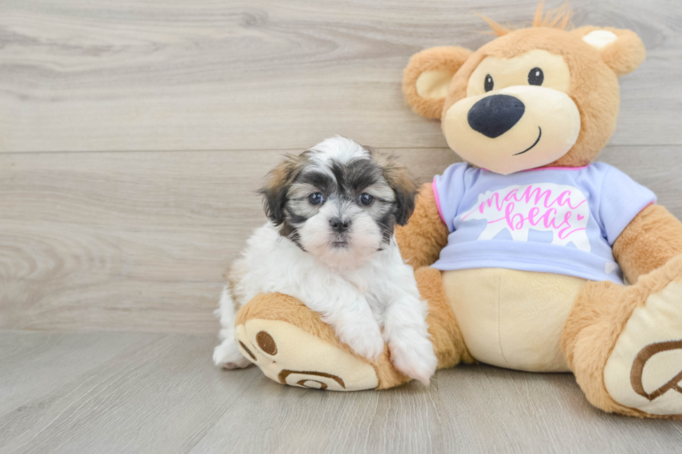 Hypoallergenic Shi Chon Designer Puppy