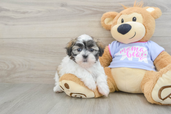 Hypoallergenic Shi Chon Designer Puppy