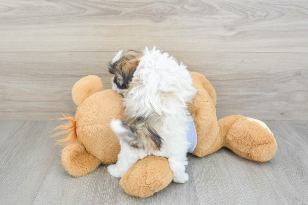 Teddy Bear Puppy for Adoption