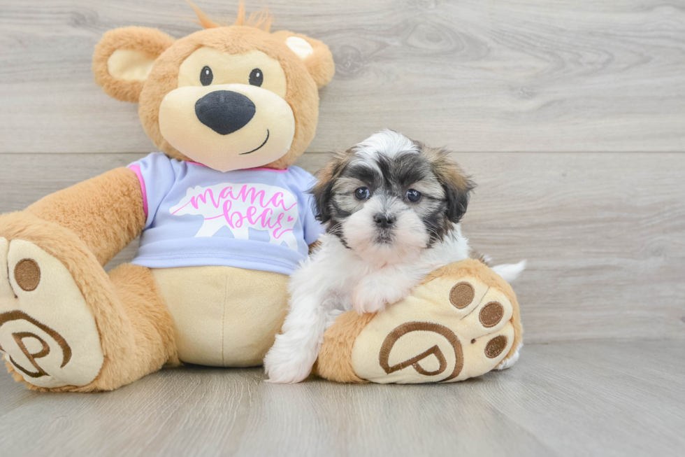 Funny Teddy Bear Designer Pup