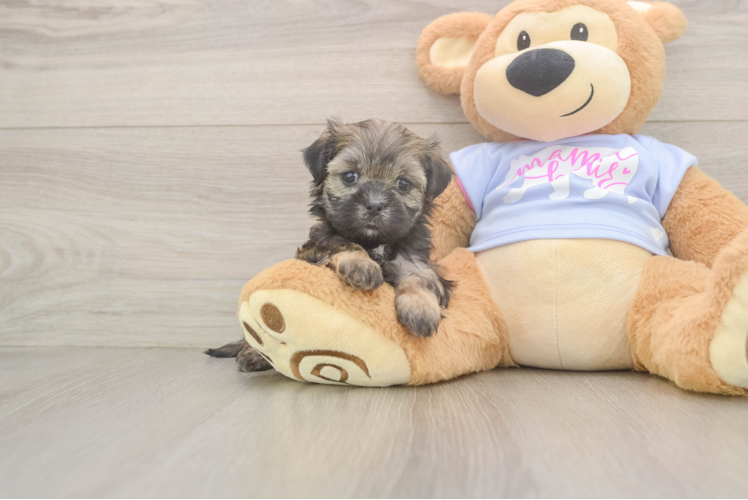 Best Teddy Bear Baby