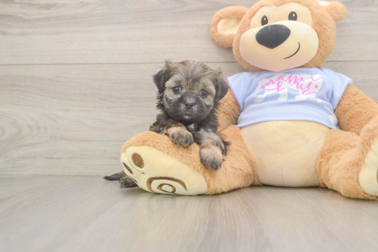 Best Teddy Bear Baby