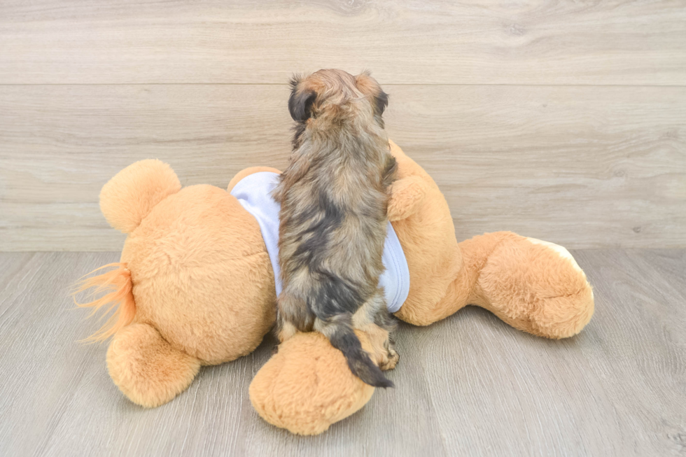 Playful Shitzu Designer Puppy