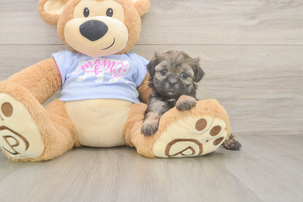 Energetic Shichon Designer Puppy