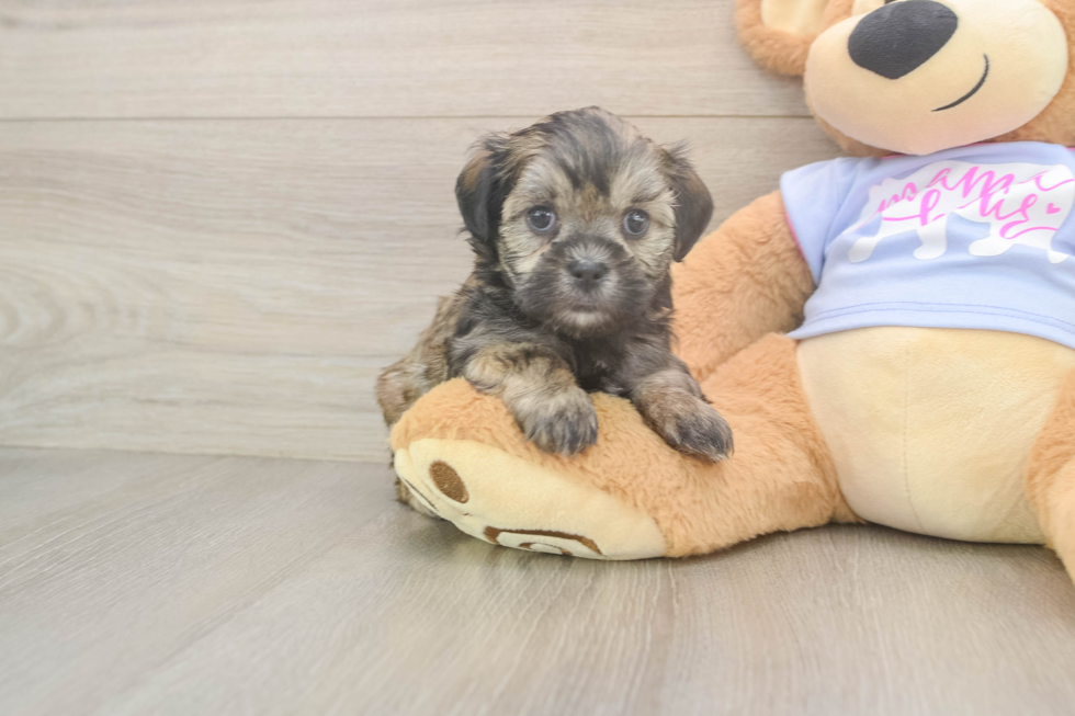 Sweet Teddy Bear Baby