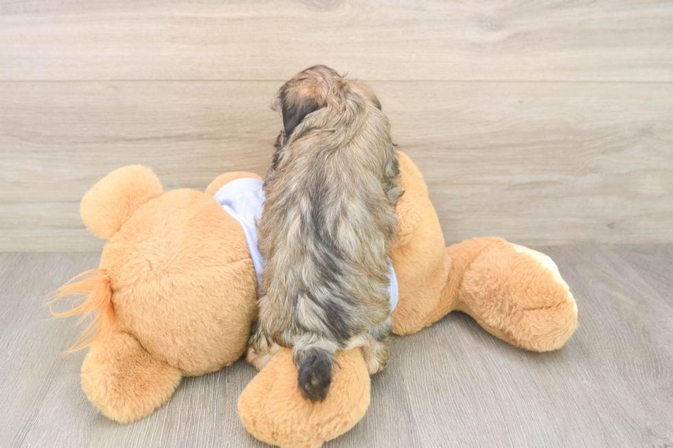 Teddy Bear Puppy for Adoption