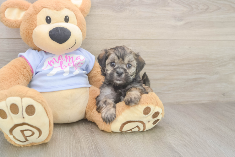 Teddy Bear Puppy for Adoption