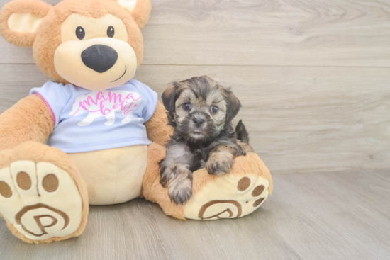 Teddy Bear Puppy for Adoption