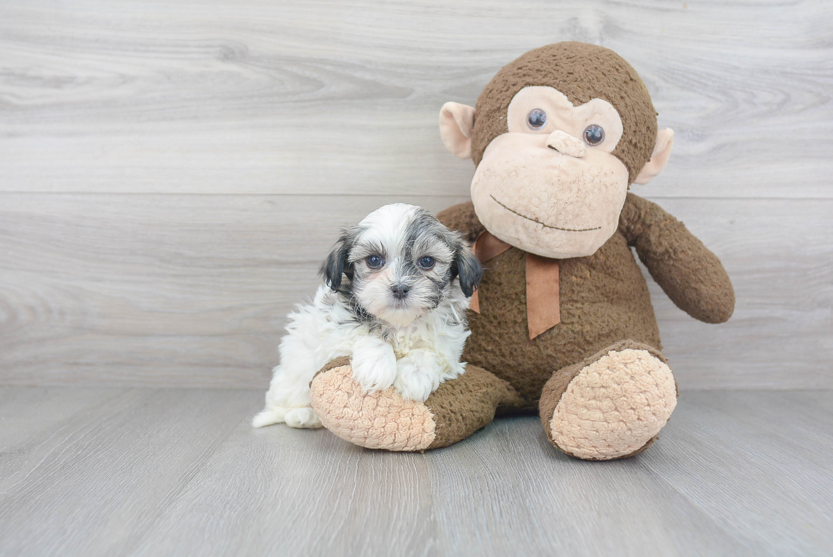 Fluffy Teddy Bear Designer Pup