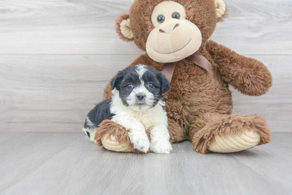 Energetic Shit Designer Puppy