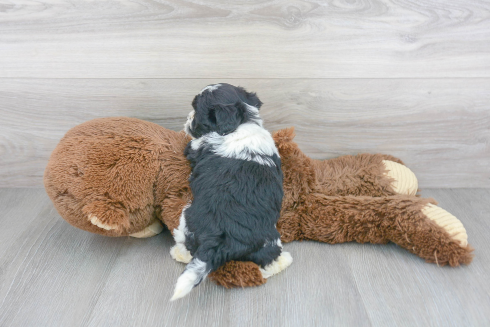 Teddy Bear Puppy for Adoption