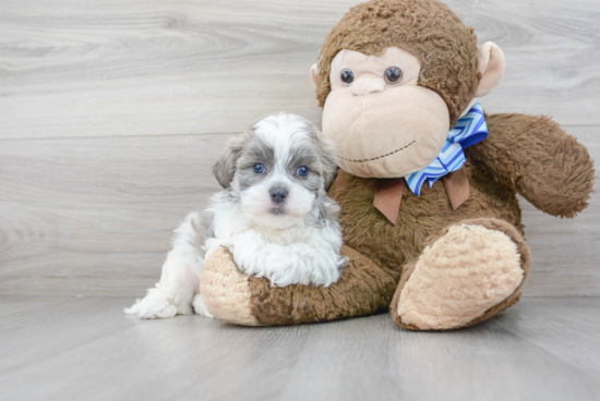 Teddy Bear Pup Being Cute