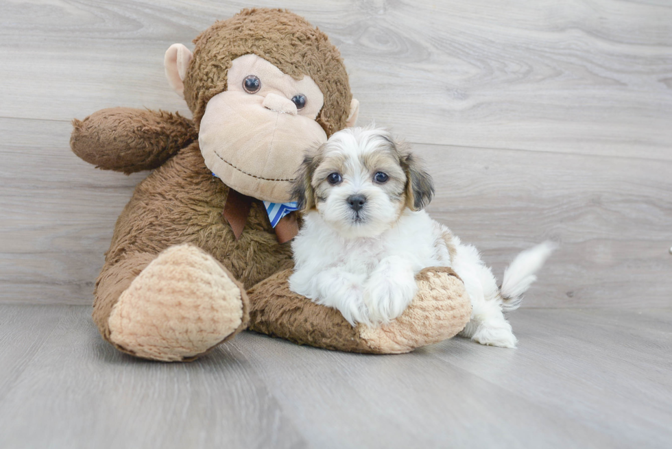 Best Teddy Bear Baby