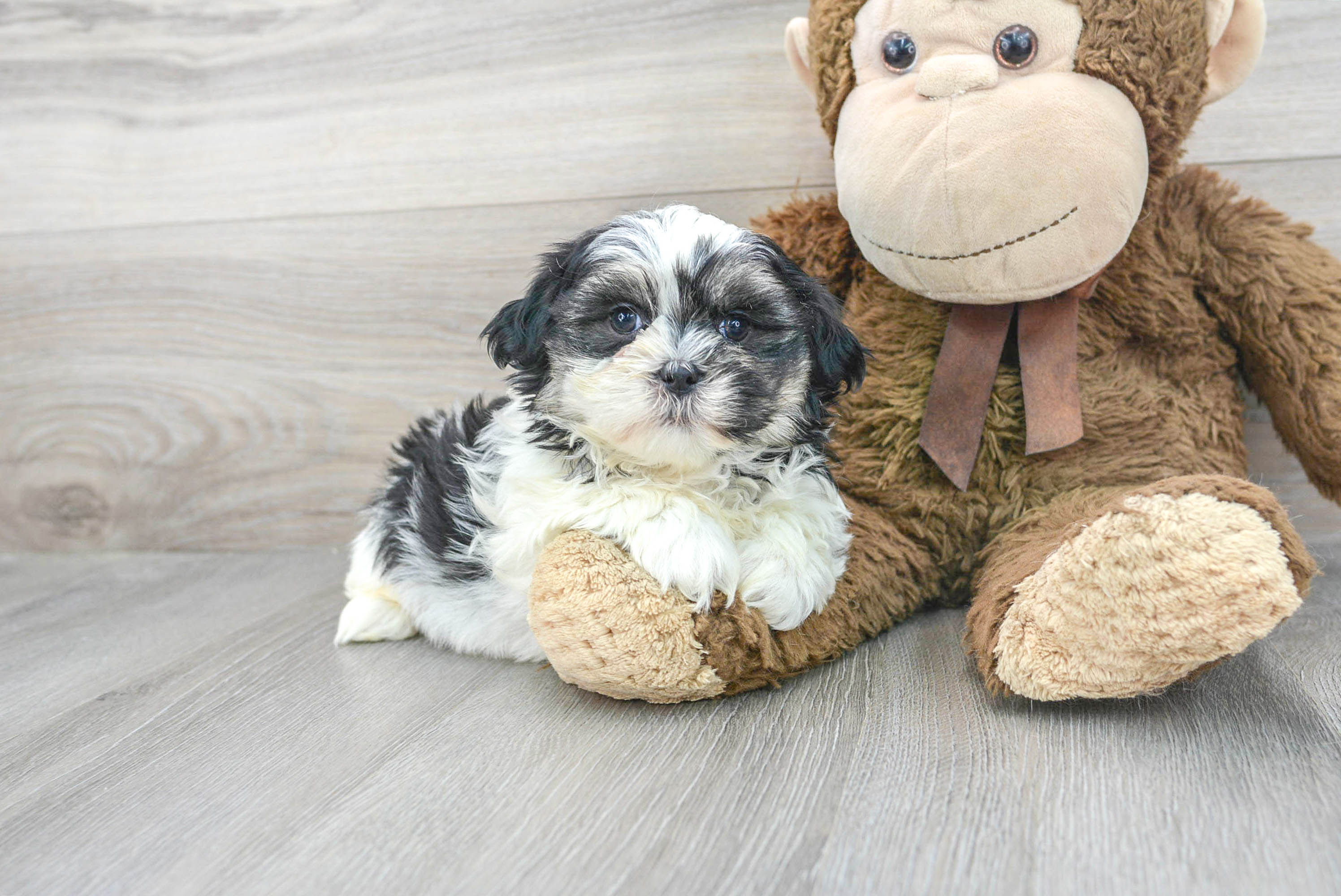 Friendly Teddy Bear Baby