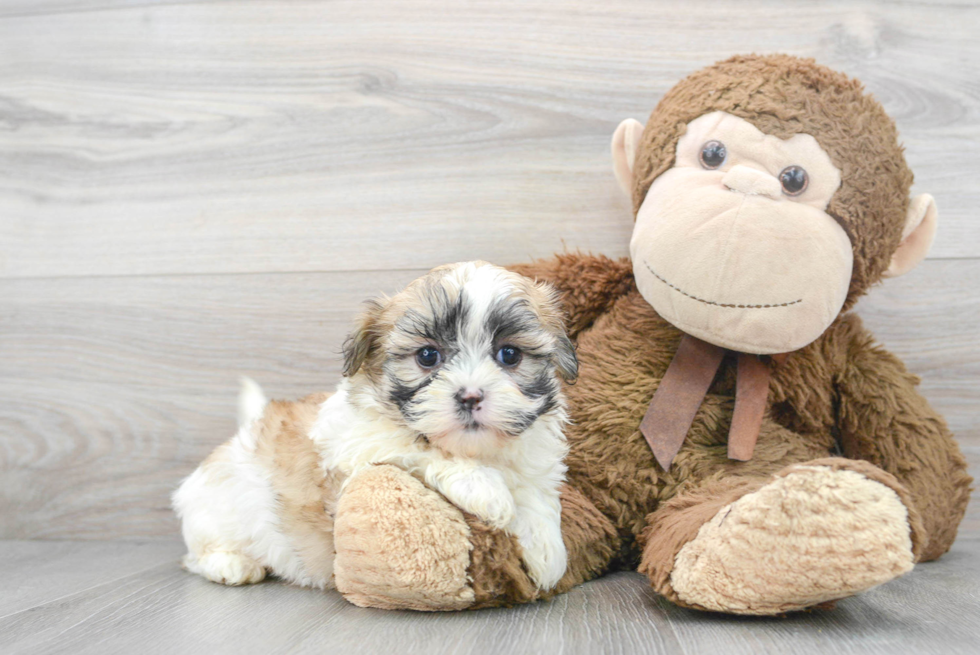 Teddy Bear Pup Being Cute