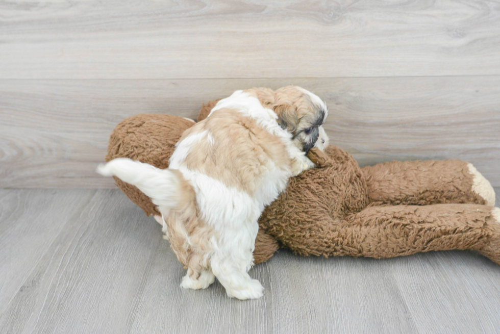 Best Teddy Bear Baby