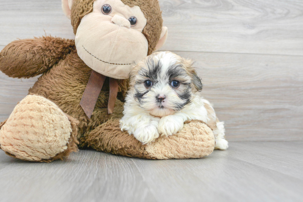 Teddy Bear Puppy for Adoption