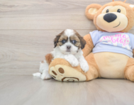 9 week old Teddy Bear Puppy For Sale - Premier Pups