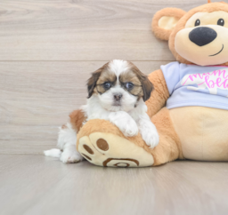 9 week old Teddy Bear Puppy For Sale - Premier Pups