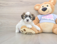 9 week old Teddy Bear Puppy For Sale - Premier Pups