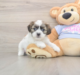 9 week old Teddy Bear Puppy For Sale - Premier Pups