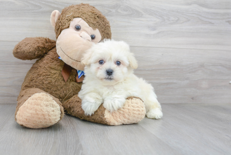 Sweet Teddy Bear Baby