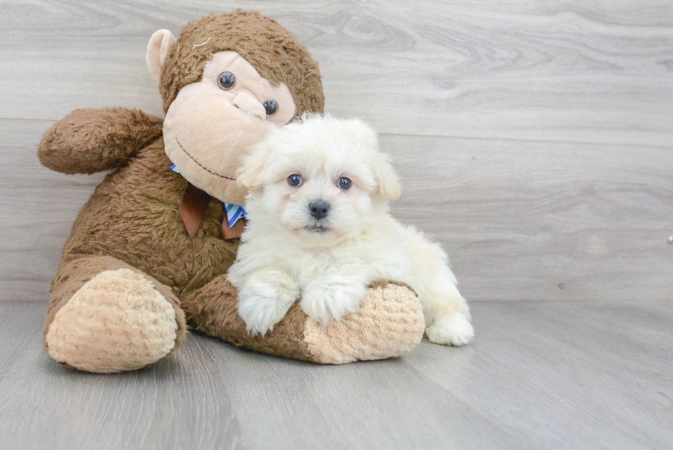 Sweet Teddy Bear Baby