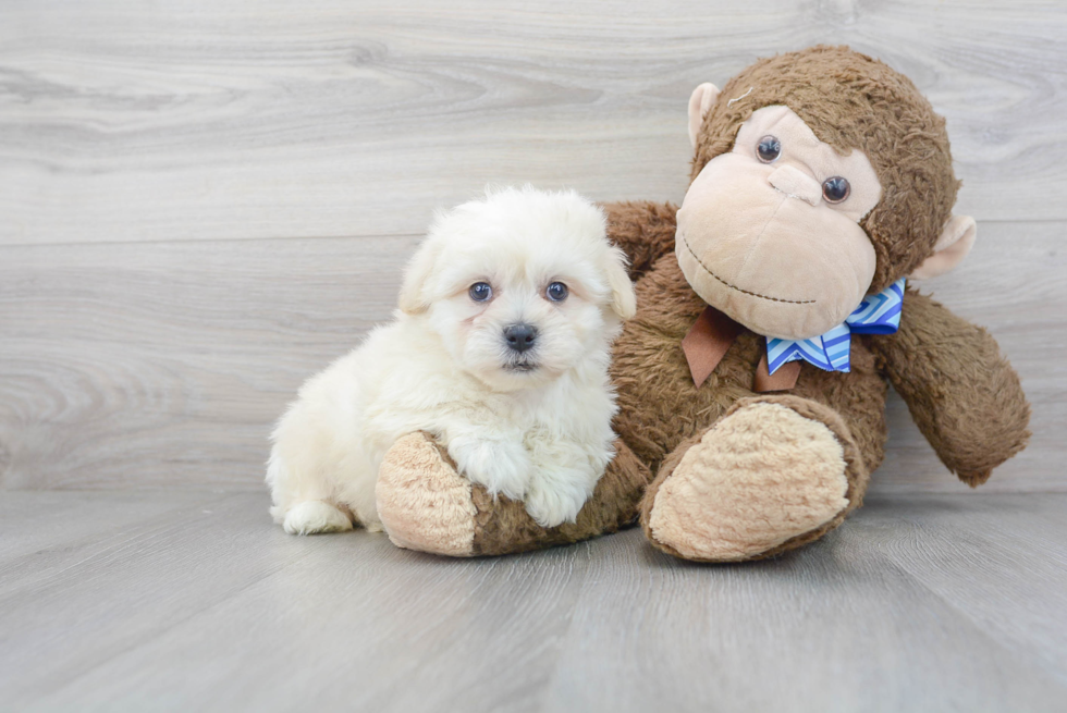 Happy Teddy Bear Baby