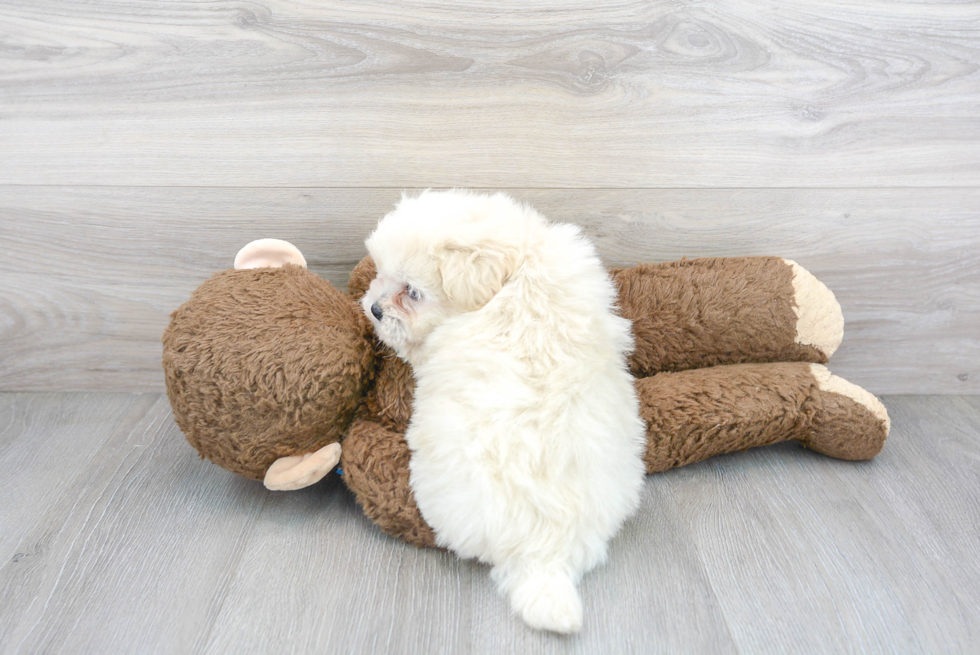 Best Teddy Bear Baby