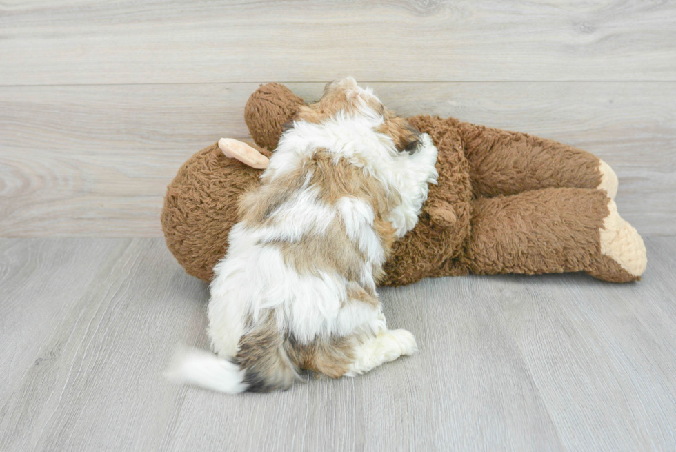 Best Teddy Bear Baby