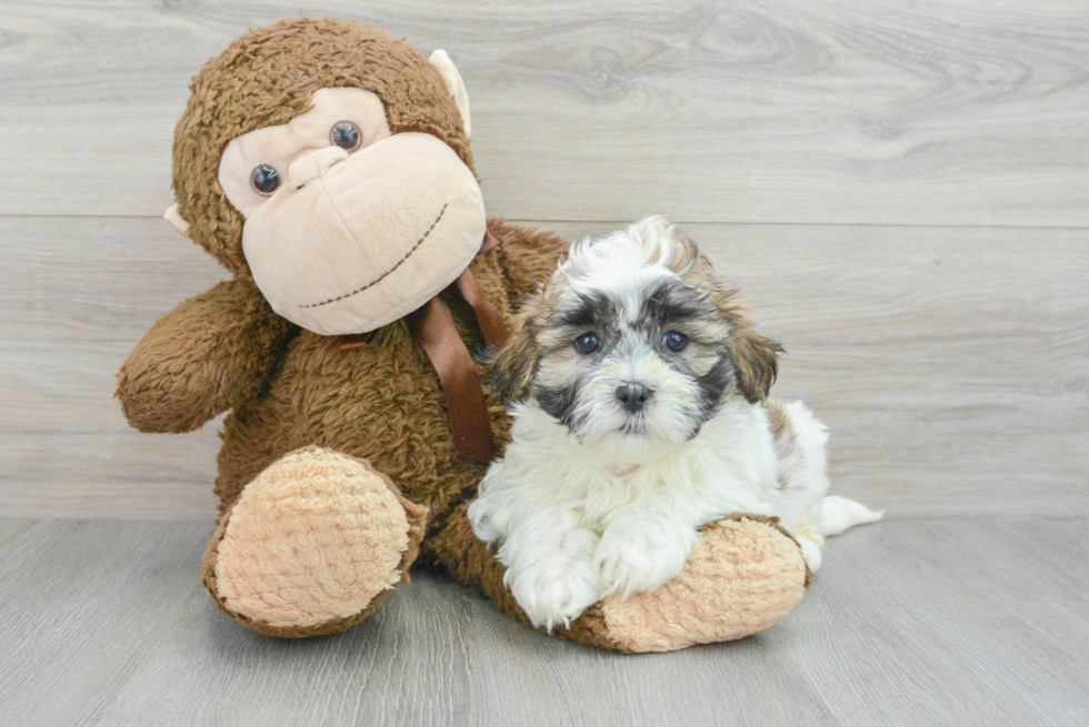 Best Teddy Bear Baby