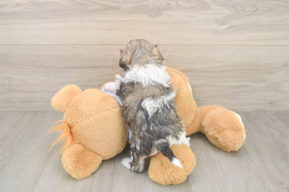 Teddy Bear Pup Being Cute