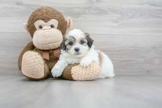 Best Teddy Bear Baby