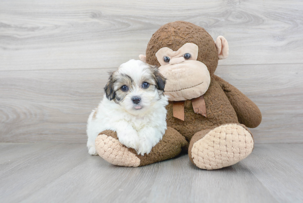 Little Shit Designer Puppy