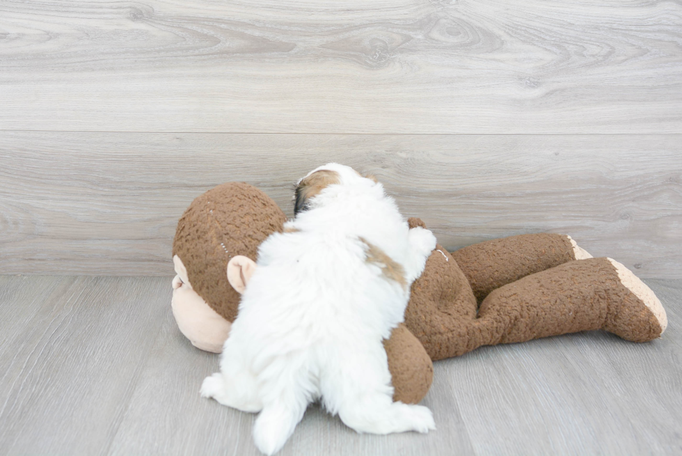 Petite Teddy Bear Designer Pup