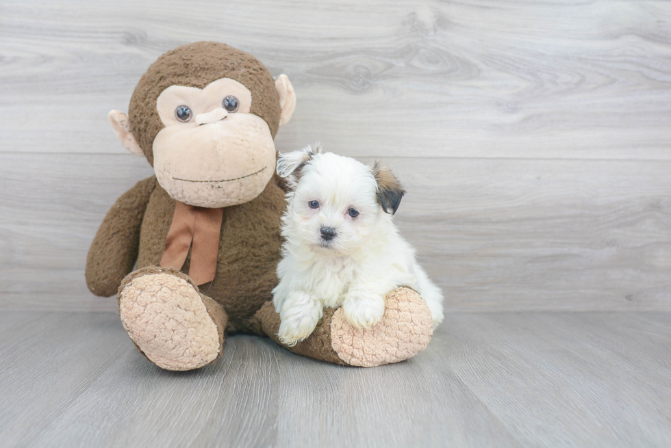 Happy Teddy Bear Baby