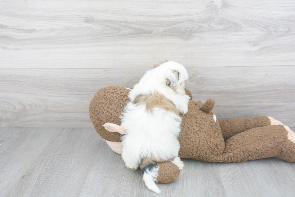 Little Shi Chon Designer Puppy