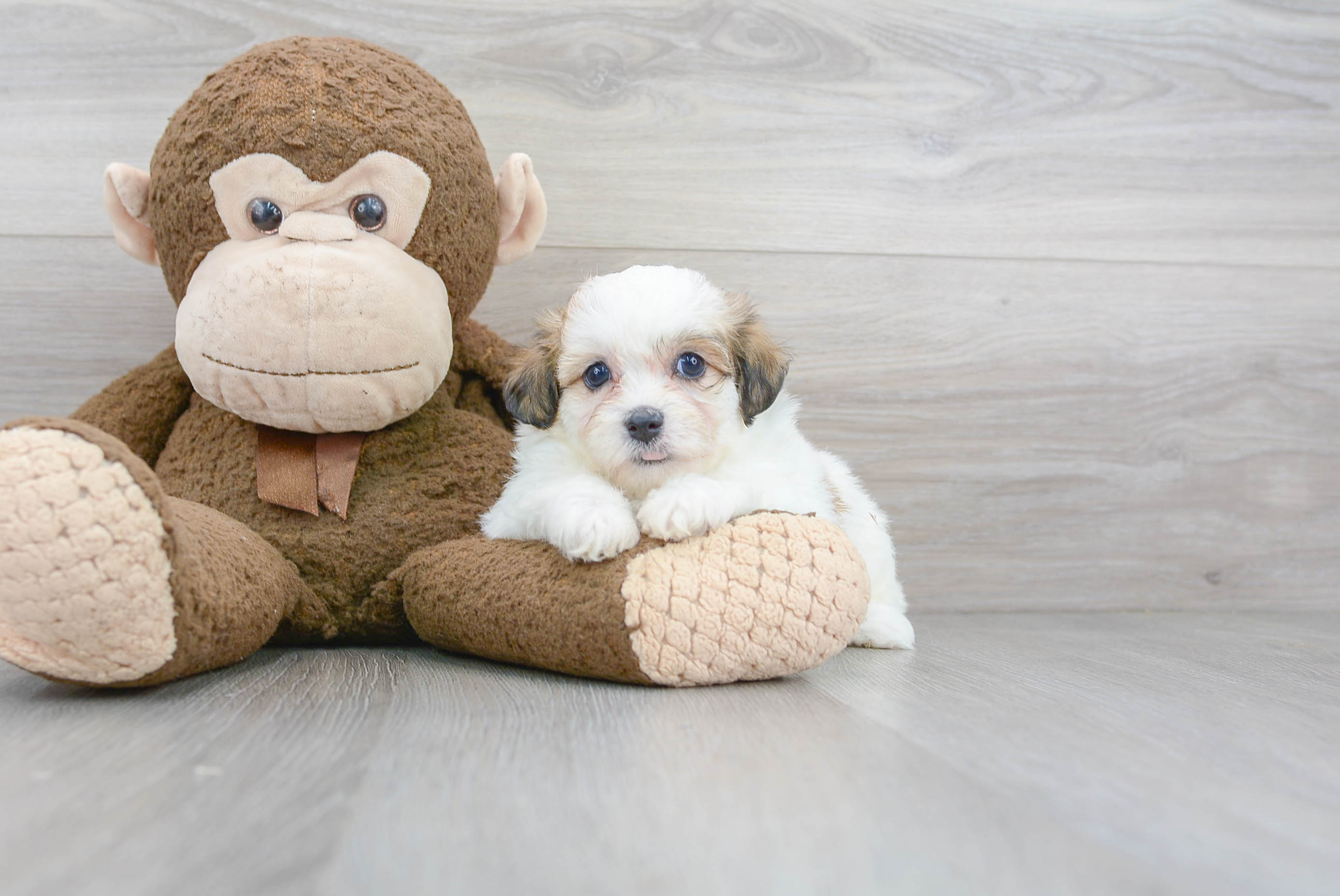 Best Teddy Bear Baby